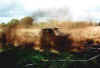 cottyspraying3.jpg (13296 bytes)